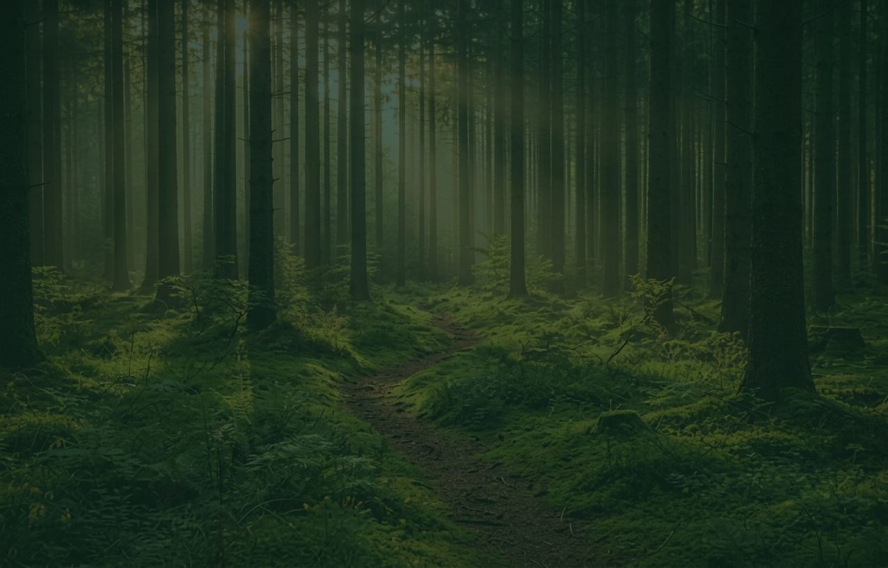 Stiller, nebliger Waldweg im Spessart in weichem Nachmittagslicht